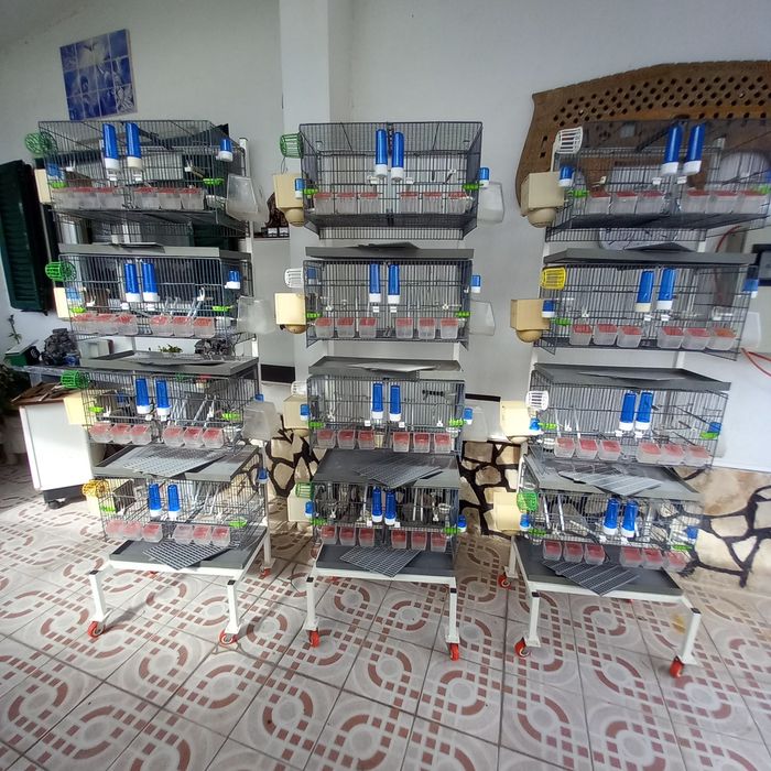 Gaiolas pedros com rodas