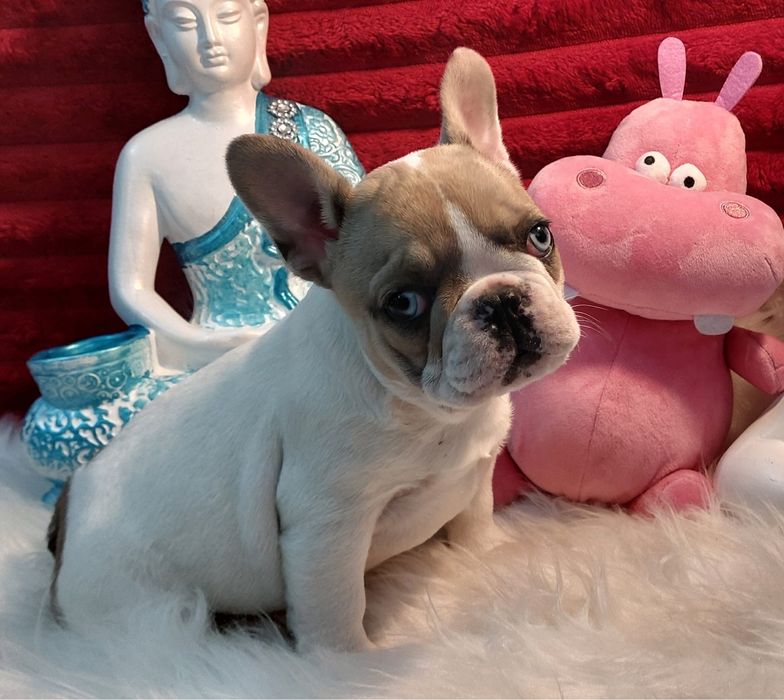 Bulldog frances fawn pied