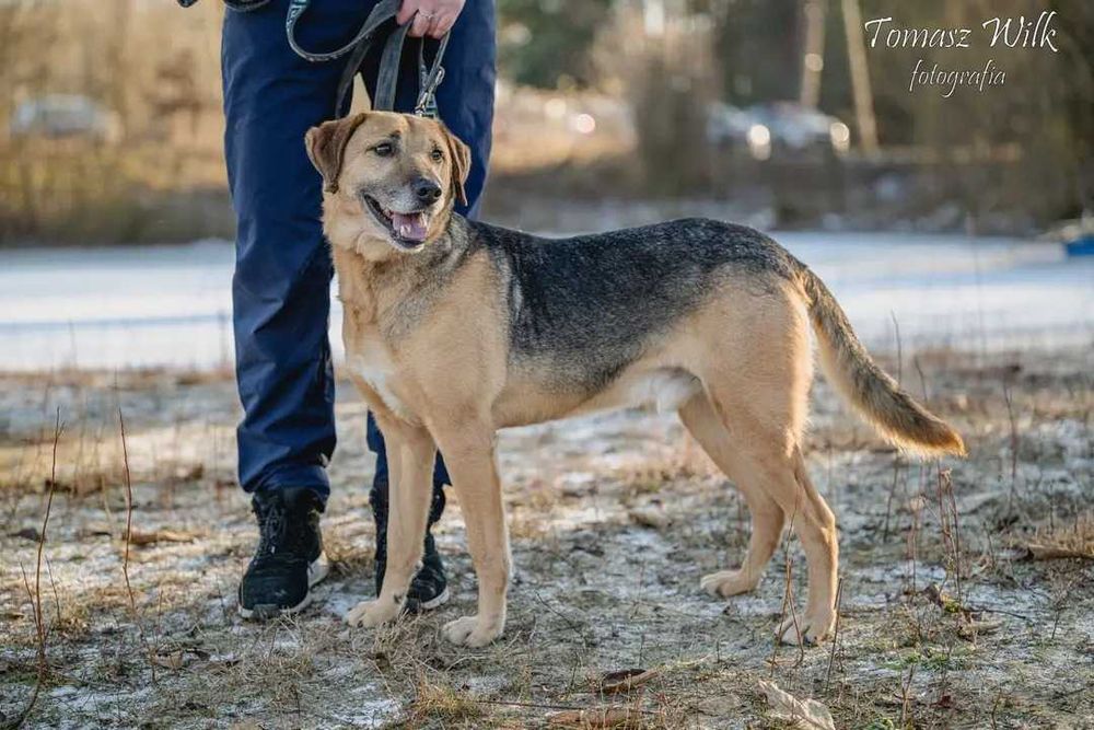 Himen poleca się dla adopcji