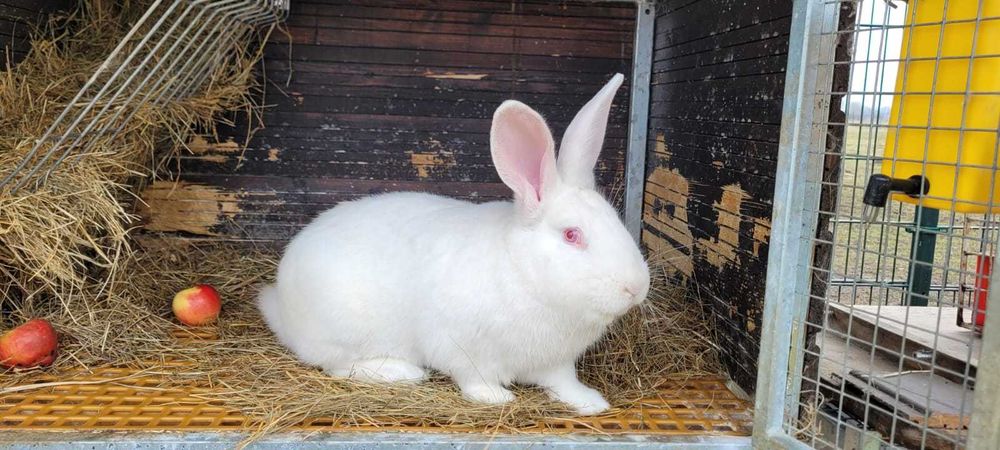 króliki termondzkie białe