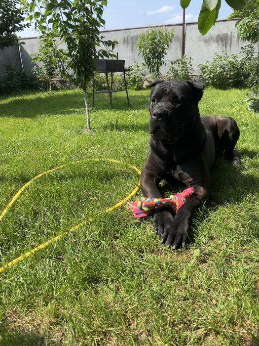 Кане корсо вязка