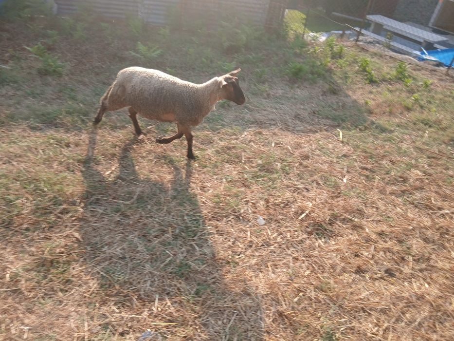 Vendo     ovelha
