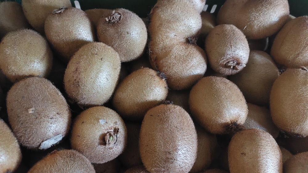 Kiwis biologicos