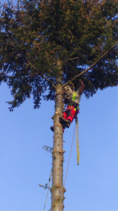 Wycinka drzew metodą alpinistyczną
