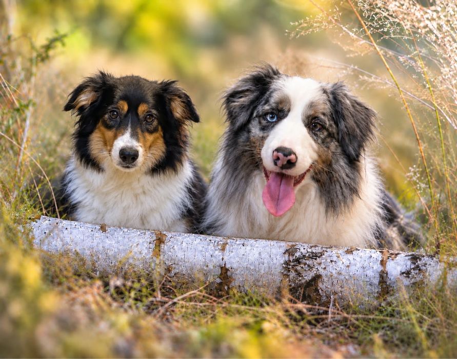 Border Collie  do rezerwacji