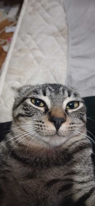 Estou a doar um gato muito docil