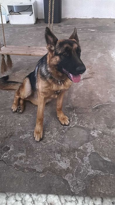 Dou cadela pastora alemã