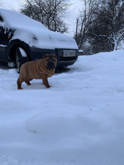 Мальчик шарпей щенок