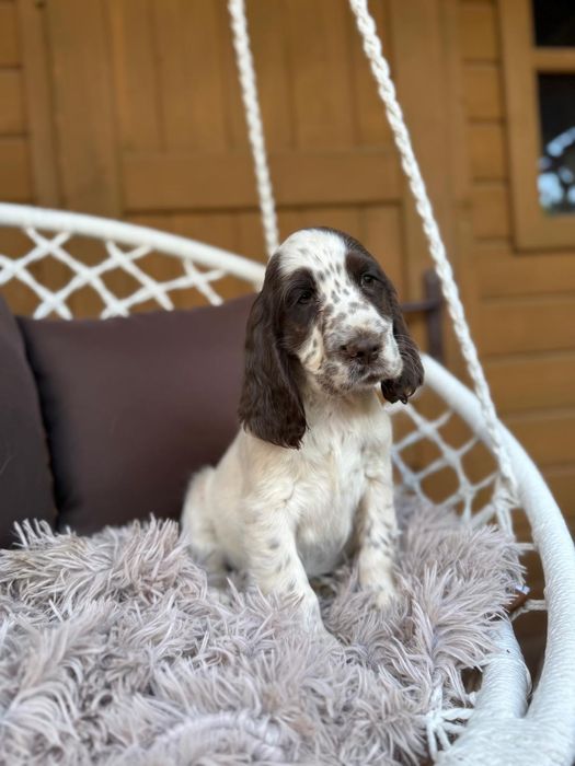 Cocker spaniel Piesek