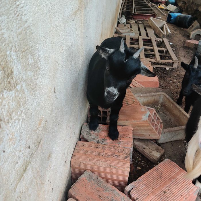Cabra anã fêmea.