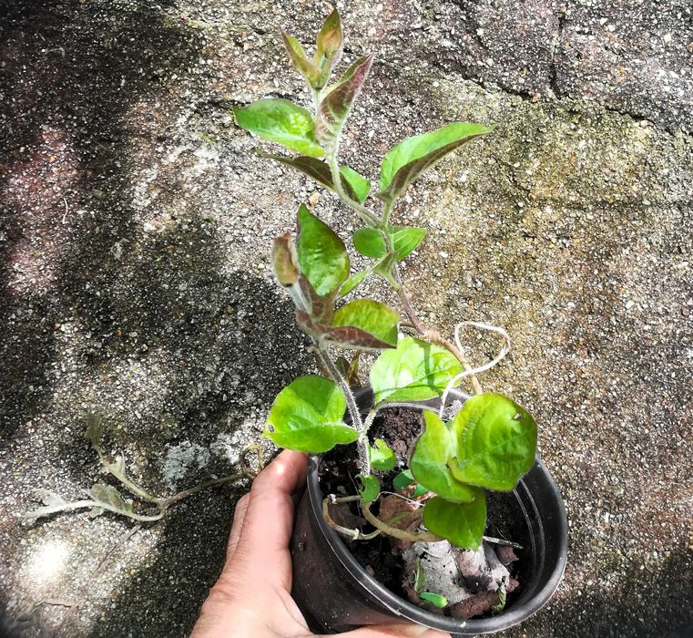 Planta Camembert - Paederia lanuginosa