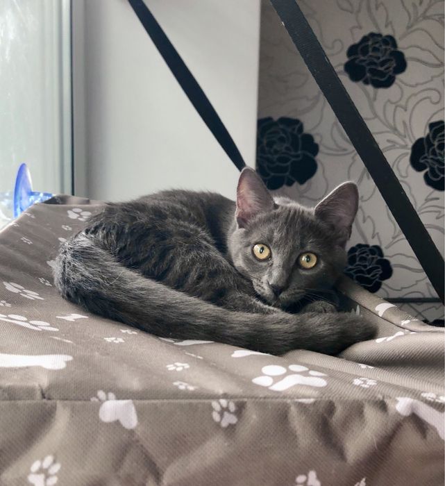 Маленький Бобчик шукає родину!