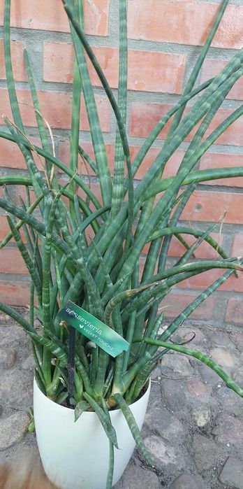 Kwiat doniczkowy SANSEVIERIA CYLINDRYczna