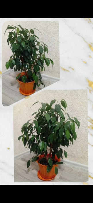 Фікус Бенджаміна 100 см