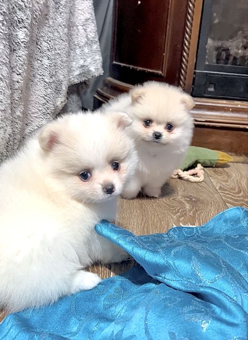 Померанськи цуценята