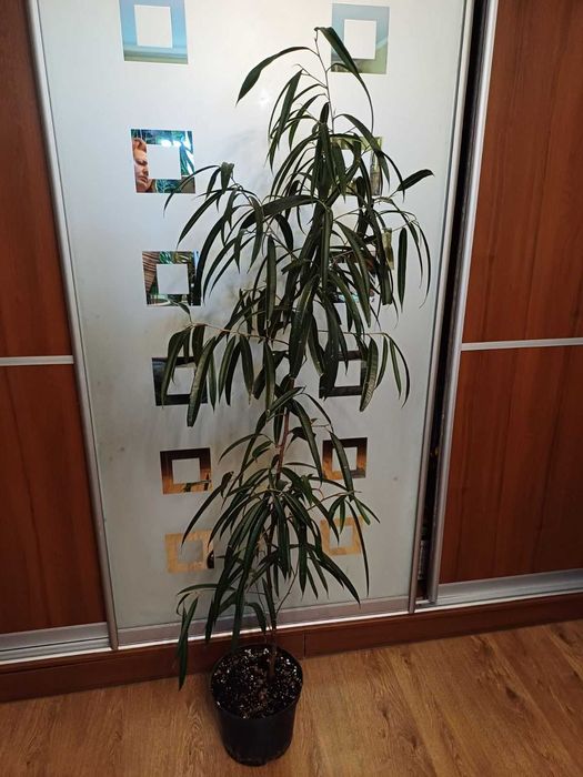 Фікус  Алі КРУПНОМІРИ Ретуза Сансевієрія