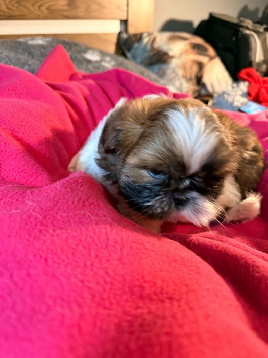 Urodziwy chłopczyk shih tzu