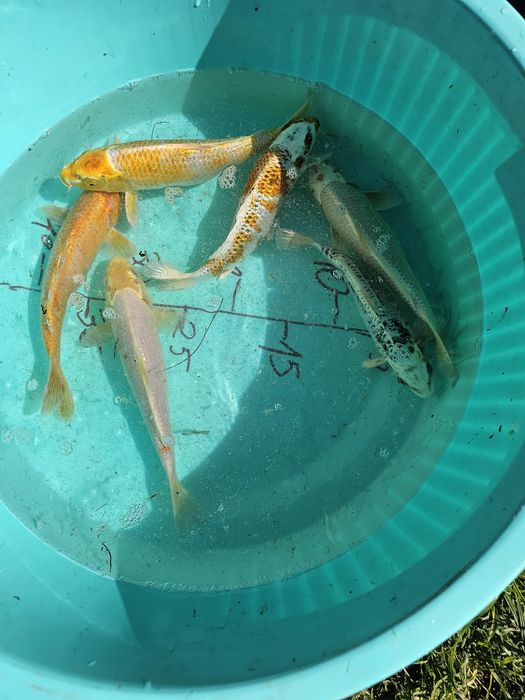 Carpas koi 25-35 cm