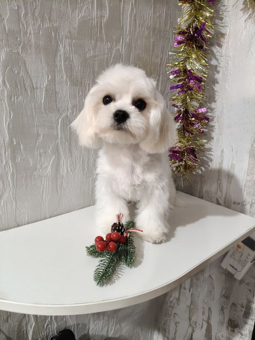 Чудесный Мальчик мальтезе