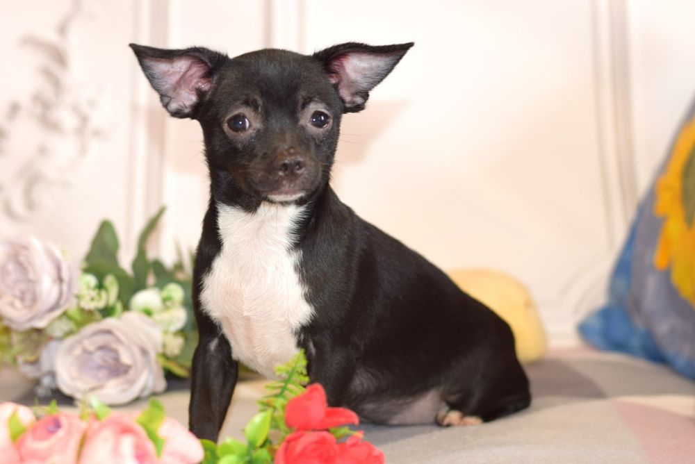 Нежная девочка чихуахуа