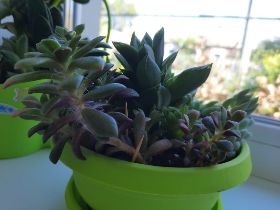 Суккуленти мікс по місту