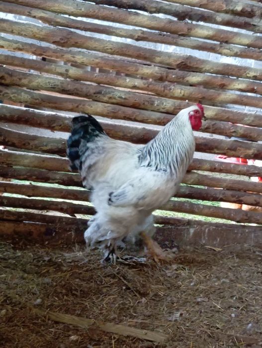Brahmy gronostajowe