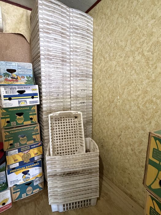 Продам ландезы 75грн/шт
