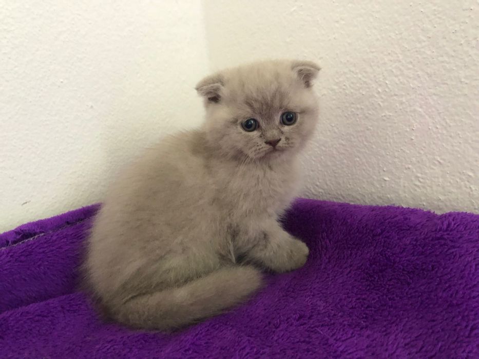 Fêmea Scottish Fold
