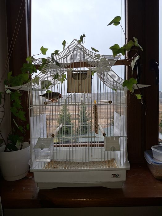 Klatka + dwie zeberki