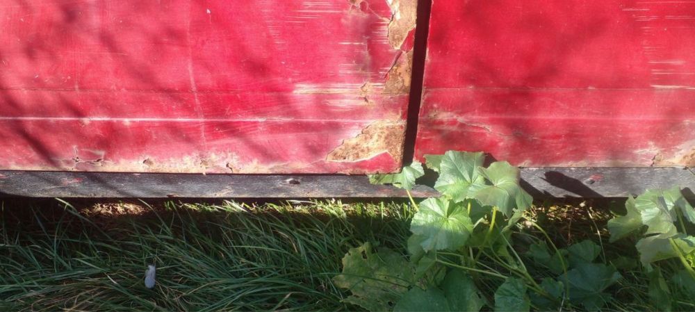 продам два жигуля по цене одного