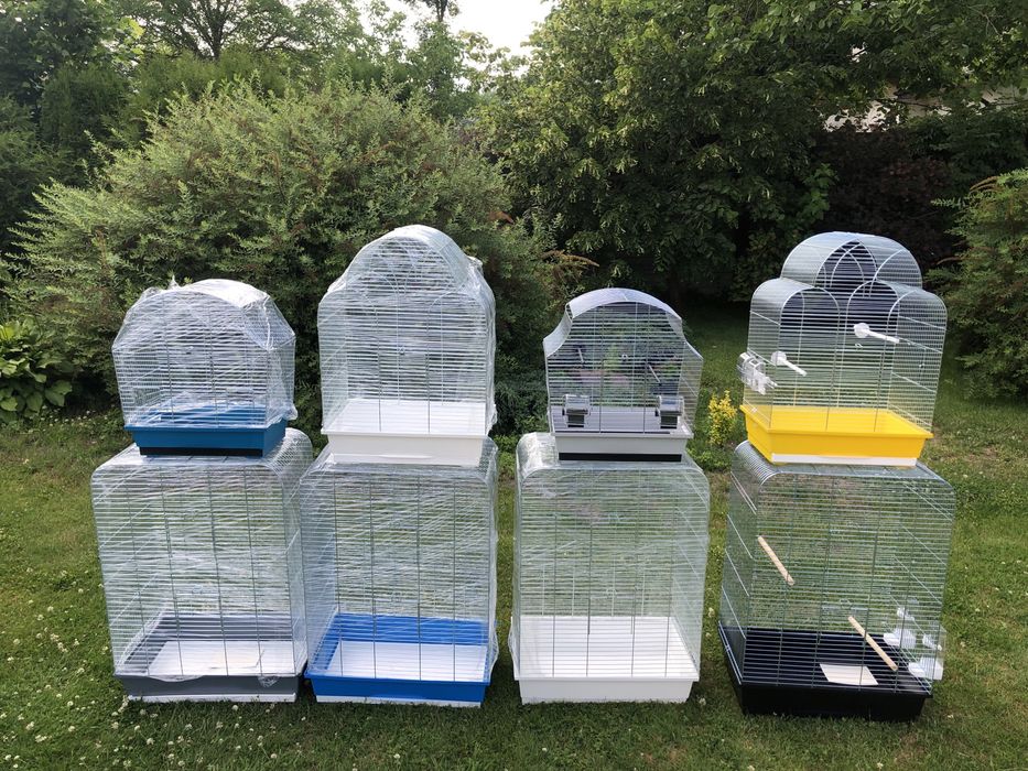 Ptaki zeberki zeberka z 2024 roku