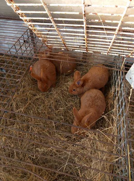 króliki  mięsne  mięszańce  barany  francuskie