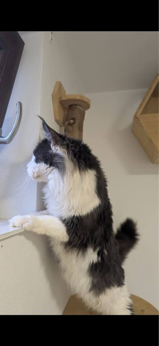 Maine Coon Czarny Srebrzysty Kocurek