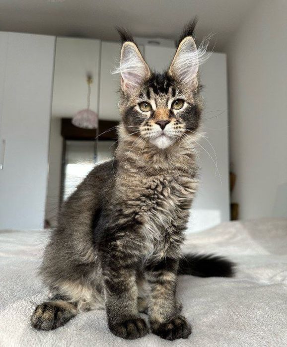 Домашня Рись, кошенята Мейкуна