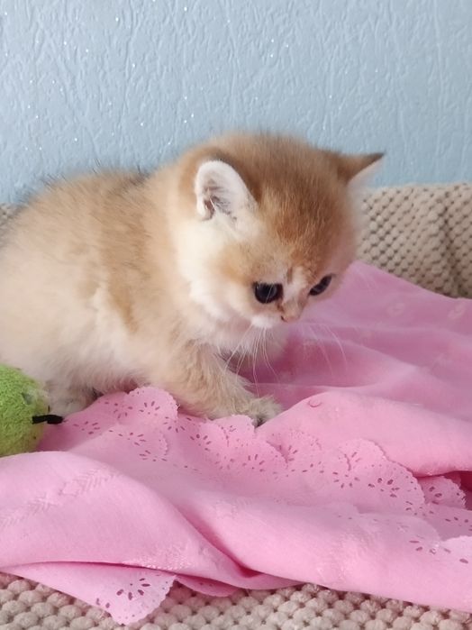 Шотландська принцеса