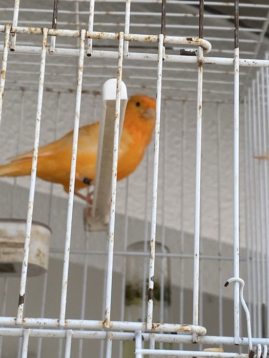 Canario Vermelho Macho