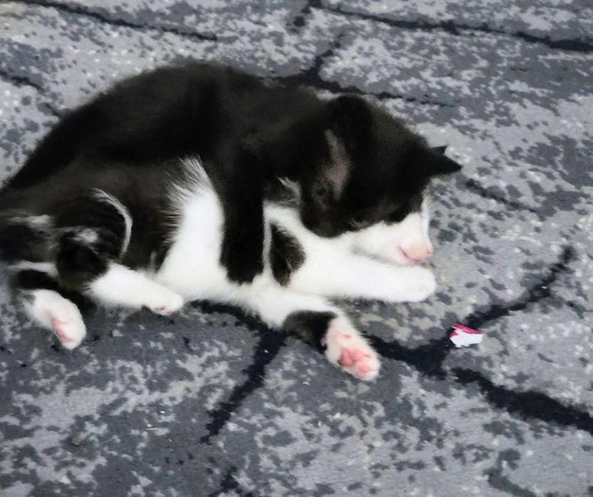 Porzucone kotki do adopcji Pilne!