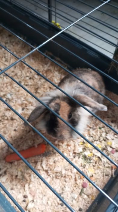 Gaiola de 1 metro com coelhinho mini lop bellier