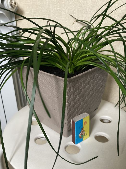 Цветок зефирантес белый 12 луковиц