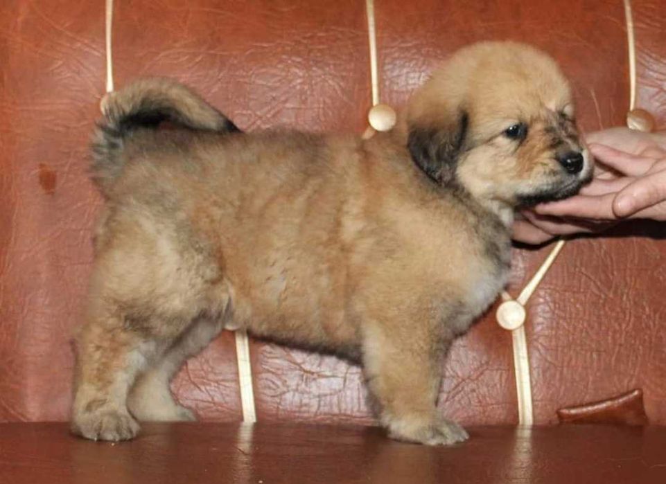 Wilczarz Buriacko Mongolski nie Mastif szczeniak