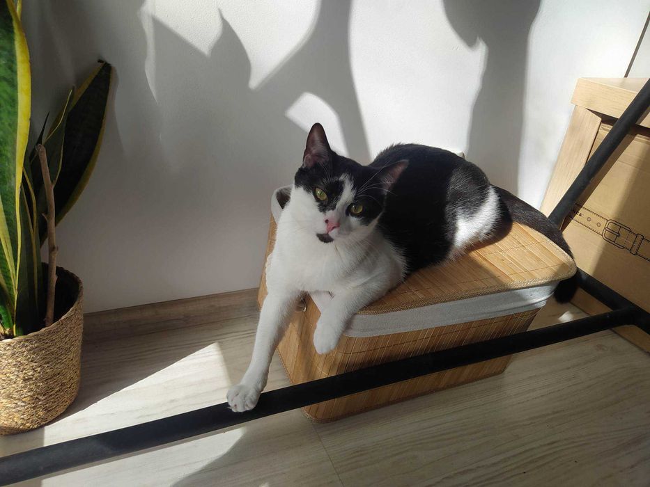 Zaginął kot czarno-biały na Małym Kacku, ulica Leśna w Gdyni!