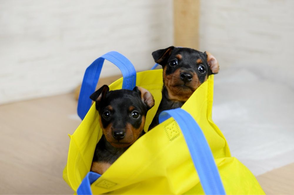 Цвергпінчер цуценята