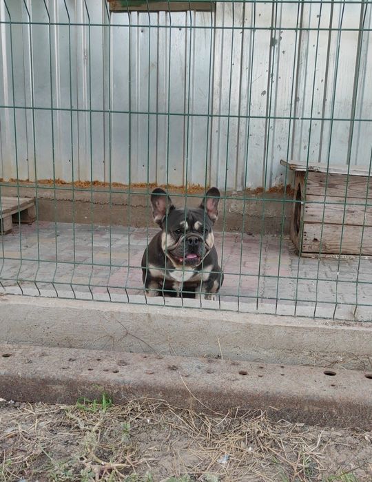 Вязка элитного мальчика