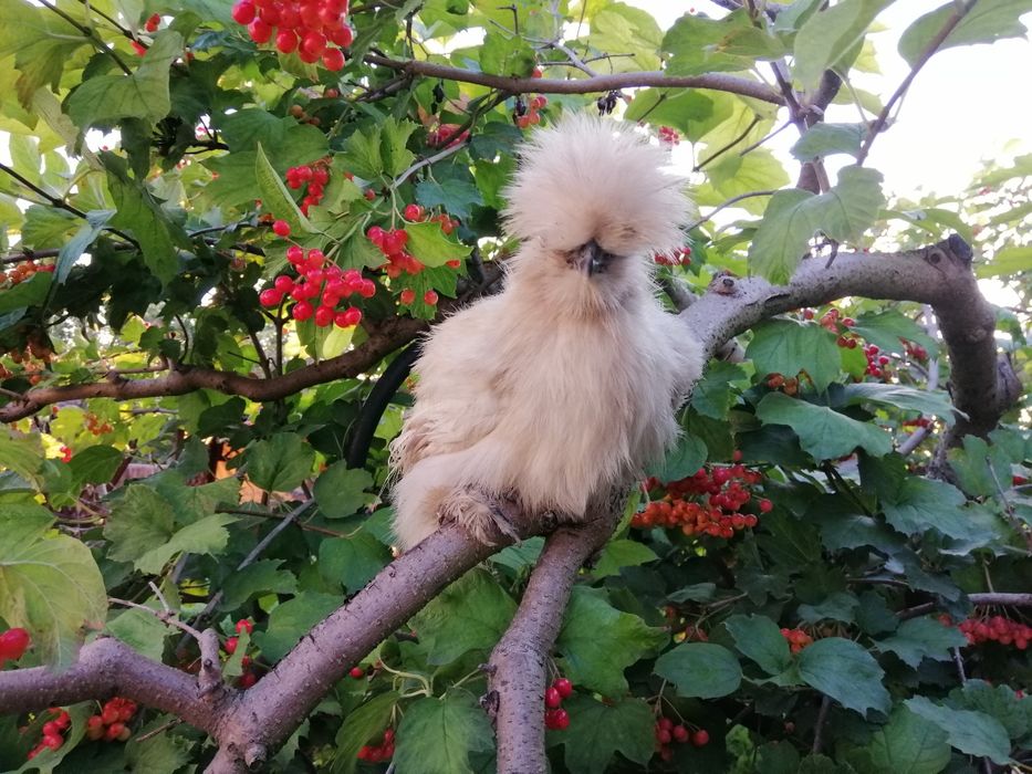 Китайские шелковые куры инкубационное яйцо