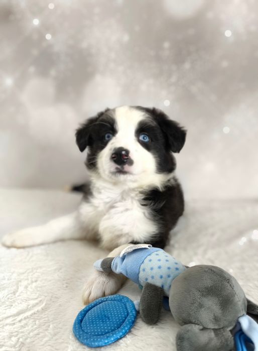 Piękny chłopiec rasy border collie niebieskie oczy