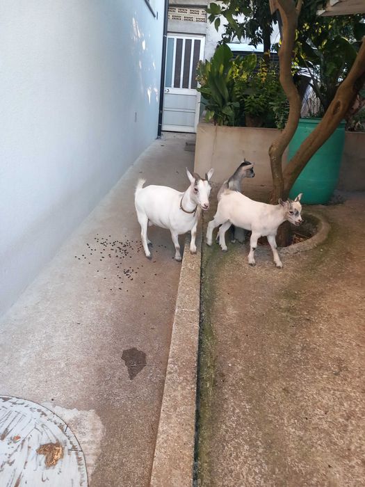 Cabritinhos anões