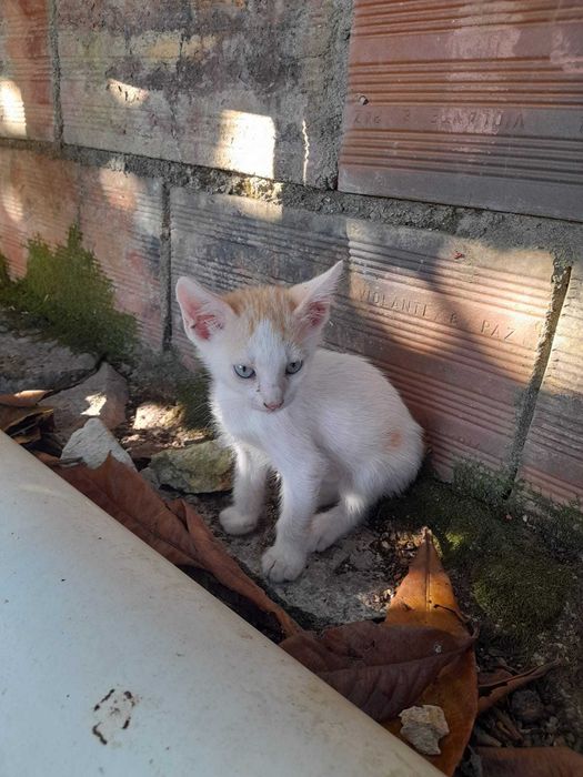 Gatinhos "Raios de Sol" prontos para adoção