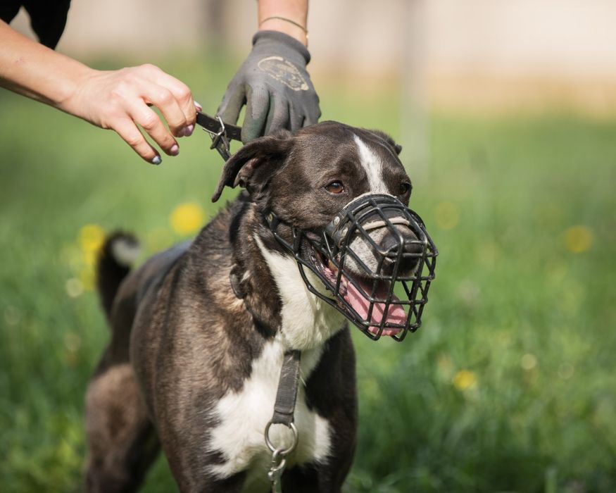 Rambo mix Border Collie z TTB do domu w spokojnej okolicy do adopcji!