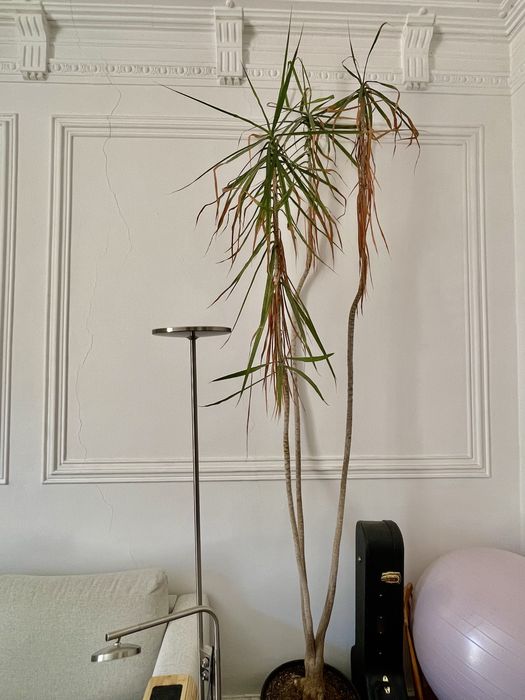 Dracaena Marginata