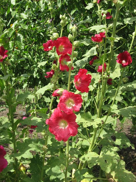 Квіти садові. кущі